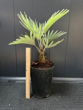 Trachycarpus Princeps Plant