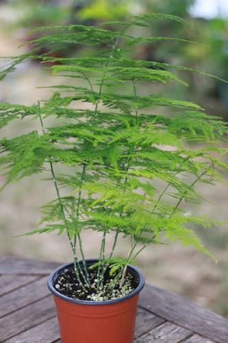 Asparagus fern - asparagus, (asparagus