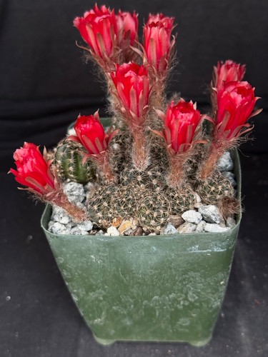 Lobivia arachnacantha - , v