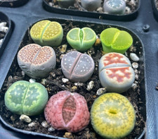 Colourful Lithops - 3pcs 4pcs