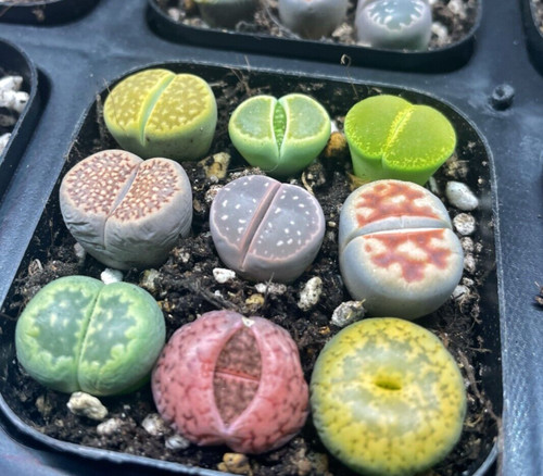 Colourful lithops 3pcs 4pcs - lithops,
