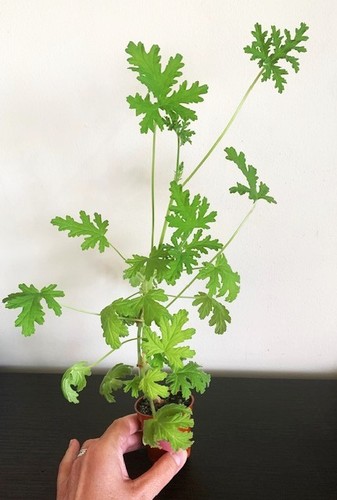 Pelargonium westerlund rose - pelargonium,