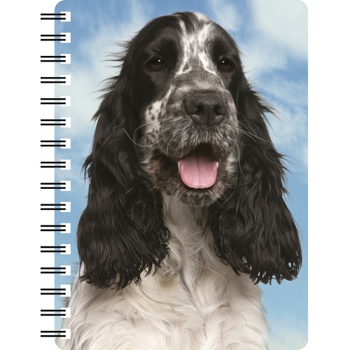 Cocker spaniel blue - cocker,