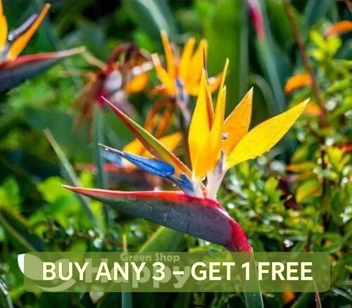 Strelitzia bird of paradise - strelitzia,