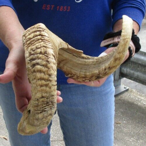 Inch sheep horn - for,