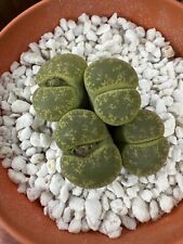 4 Heads Lithops Lesliei Living