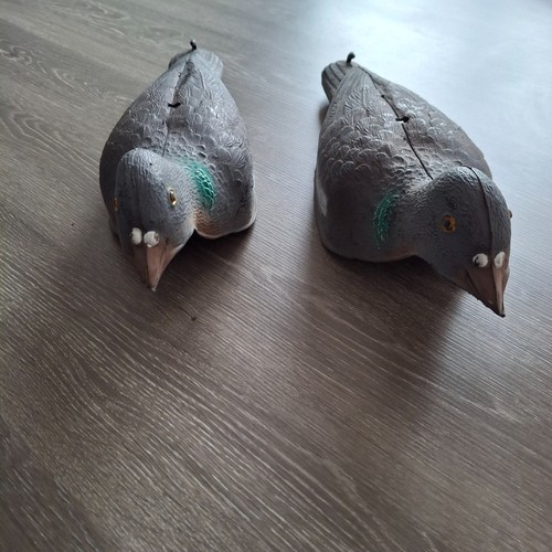 Pair pigeon shells - of,