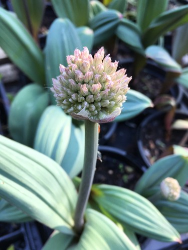 Five ornamental allium - ornamental,