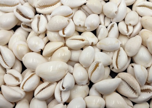 White cowrie seashells bulk - white,