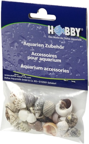 Hobby sea shells reef snail - shells,