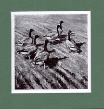 Peter Scott  ~ Pinkfeet