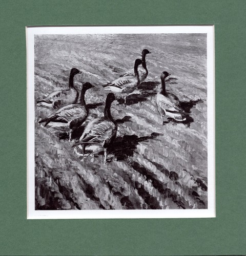 Peter scott pinkfeet - scott , ~