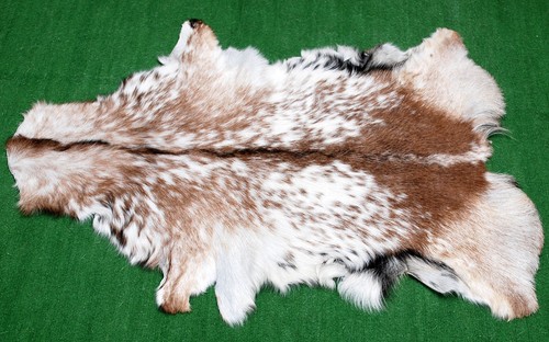 Luxury goat hide - hide, rug