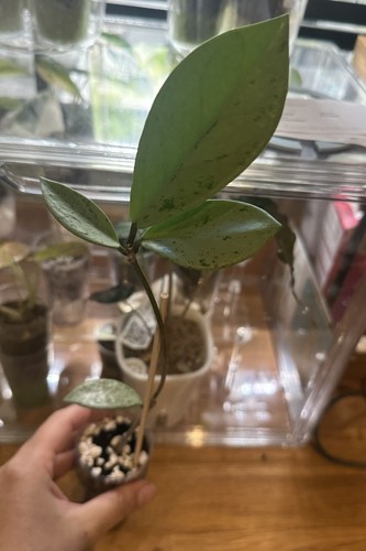 Hoya pubicalyx pink silver - pubicalyx, 'pink