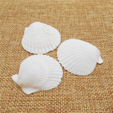 10PC White Color Natural Scallop Shell 30-50mm Conch Shell Decor Ornament Crafts