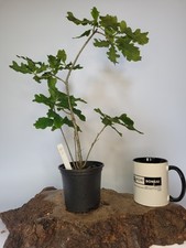 Shohin Oak Tree Bonsai