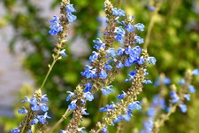 Salvia uliginosa