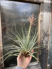 Tillandsia Vicentina Almost