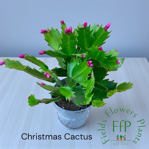 Christmas cactus - cactus,