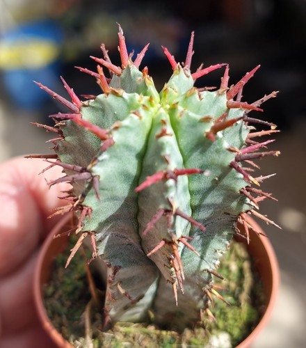Euphorbia horrida beautiful - horrida,
