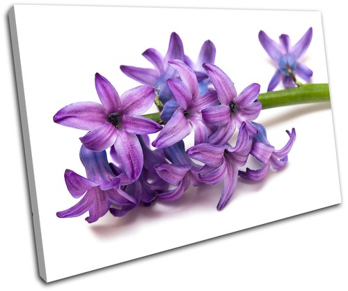 Flower flowers floral single - flower,