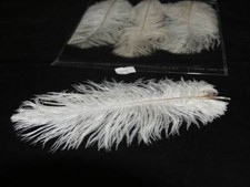 3 Ostrich feathers Floral