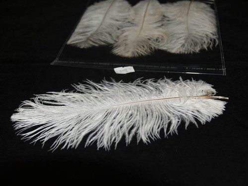 Ostrich feathers floral - ostrich,