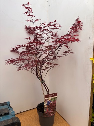 Acer dissectum garnet red - acer,