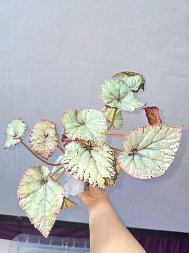 Begonia rex putz houseplant - putz,