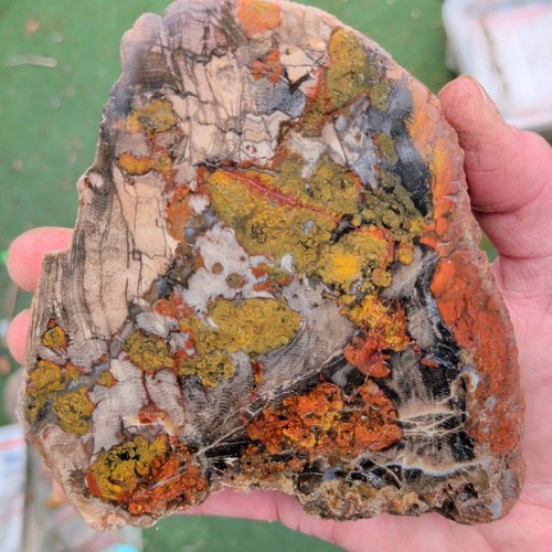 Petrified wood multicolor - wood,
