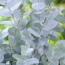 Eucalyptus Gunnii – Cider Gum – Young Plant in 9cm Pot!