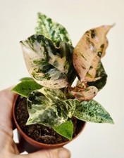 Ficus Elastica Shivereana Moonshine Pot 7.5 Cm Houseplant inc heatpack 