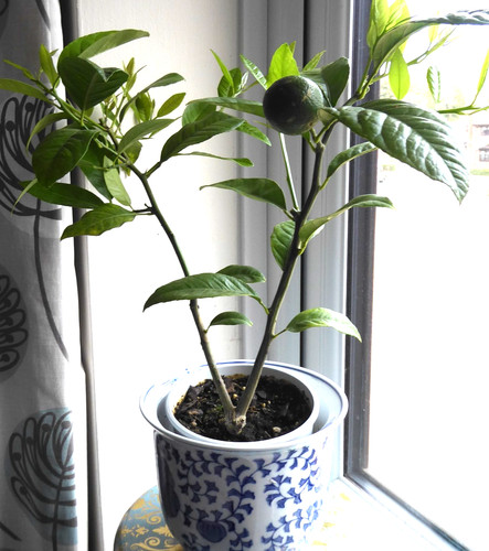 Citrus orange tree plant - orange, in