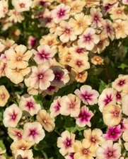15 Cherry Caramel Phlox Seeds - Grandiflora