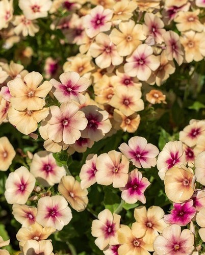 Cherry caramel phlox seeds - caramel,