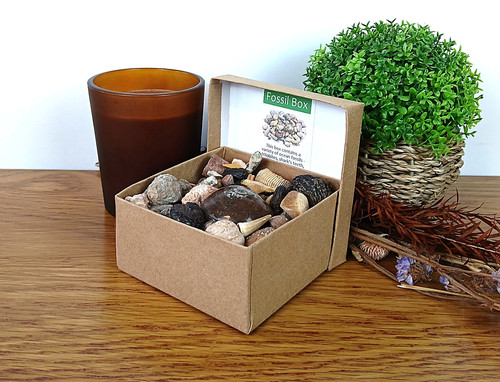 Authentic large fossil box - authentic,