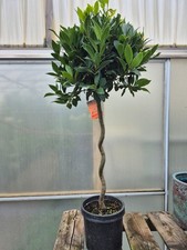 Bay Tree Plant 1.10m Spiral Twisted Stem Lollipop Laurus Nobilis