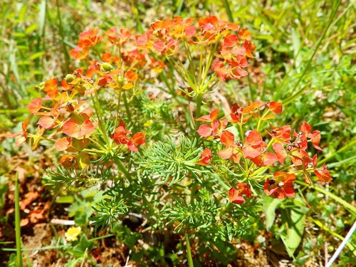 Euphorbia orange - 'orange, ma'