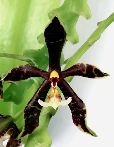 Rare phalaenopsis pantherina - phalaenopsis,