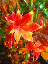 3ft inc. pot Japanese Maple