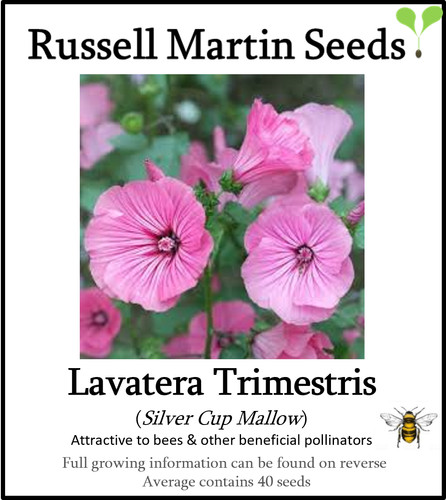 Lavatera trimestris silver - trimestris,