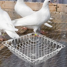  10 Pcs Bird Nesting Box Pigeon Plastic Bird's Birds Breeding Nests