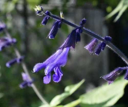 Salvia concolor beautiful - concolor,,