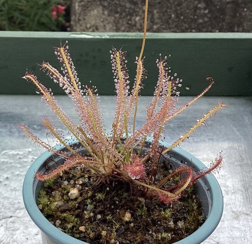 Drosera filiformis - , x