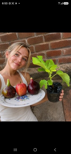 Largest fig plant - largest,