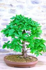 English oak bonsai starter - english,
