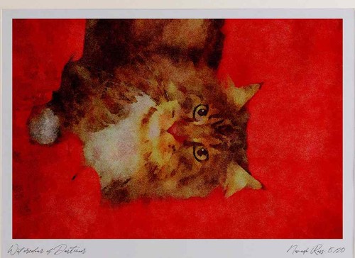 458044 maine coon - 458044, brown