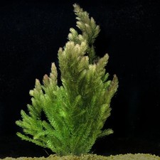 6x Ceratophyllum