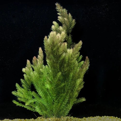 Ceratophyllum - 6x,