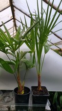 2 plants 1 Trachycarpus
